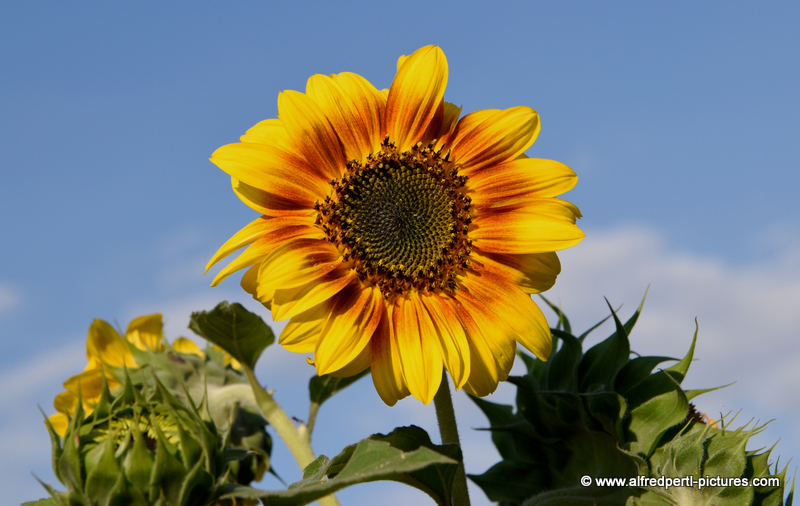 Sonnenblumen – immer wieder schön!