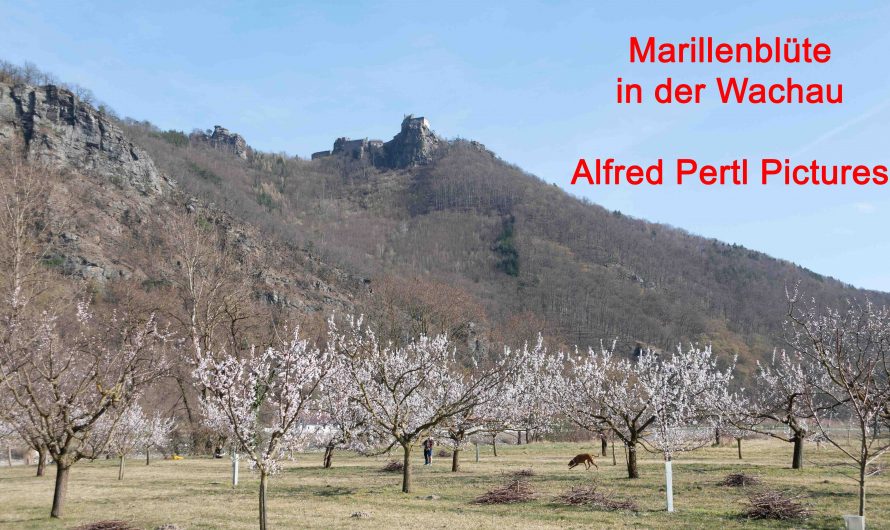 Marillenblüte in der Wachau – Willendorf und Burgruine Aggstein