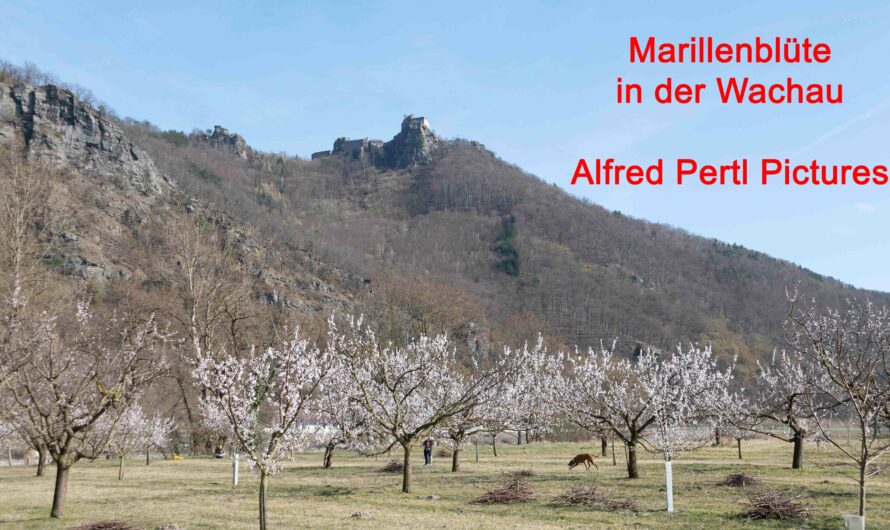 Video Podcast: Marillenblüte in der Wachau