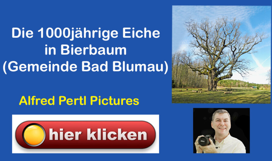 Die 1000jährige Eiche von Bierbaum: Ein majestätisches Naturdenkmal in der Steiermark